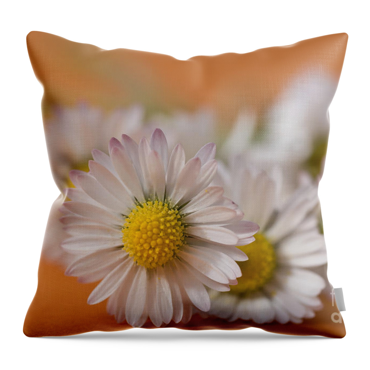  Bloom Throw Pillow featuring the photograph Daisies on Orange by Jan Bickerton