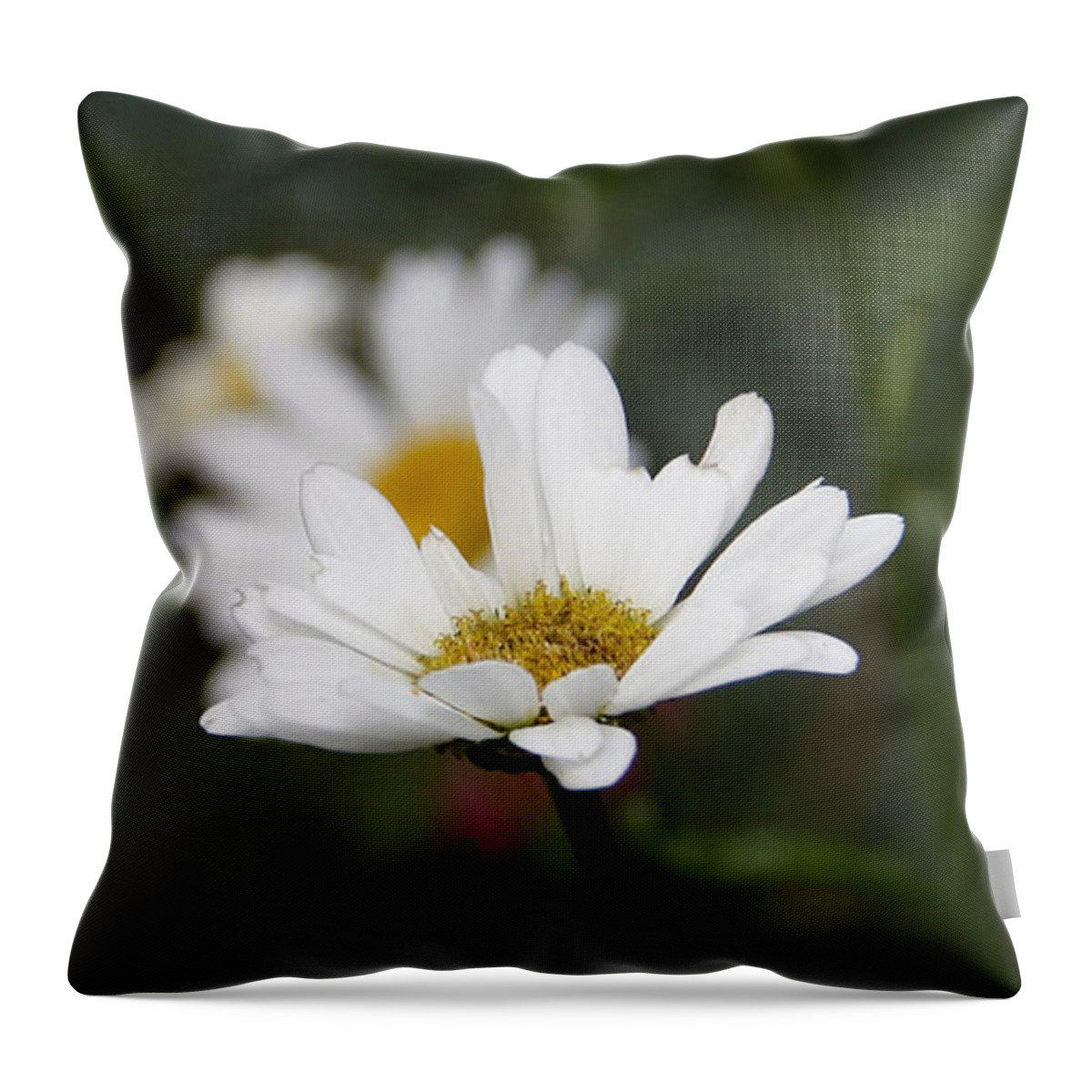 Daisies Throw Pillow featuring the photograph Smiling Daisies by Yvonne Wright