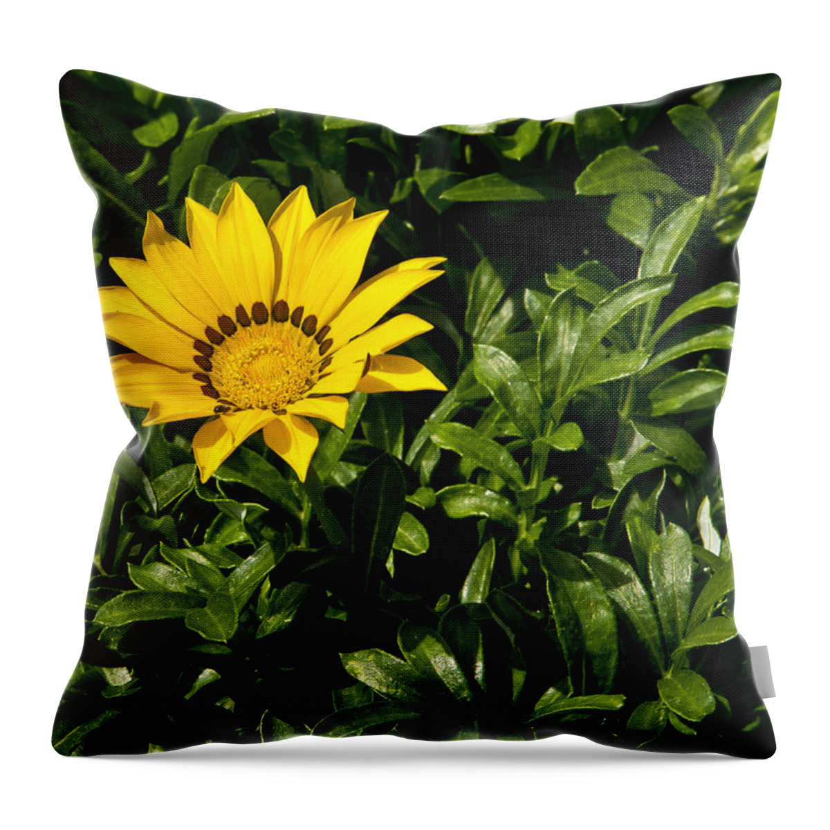 Garden Throw Pillow featuring the photograph Daisy 1 by Paul Anderson