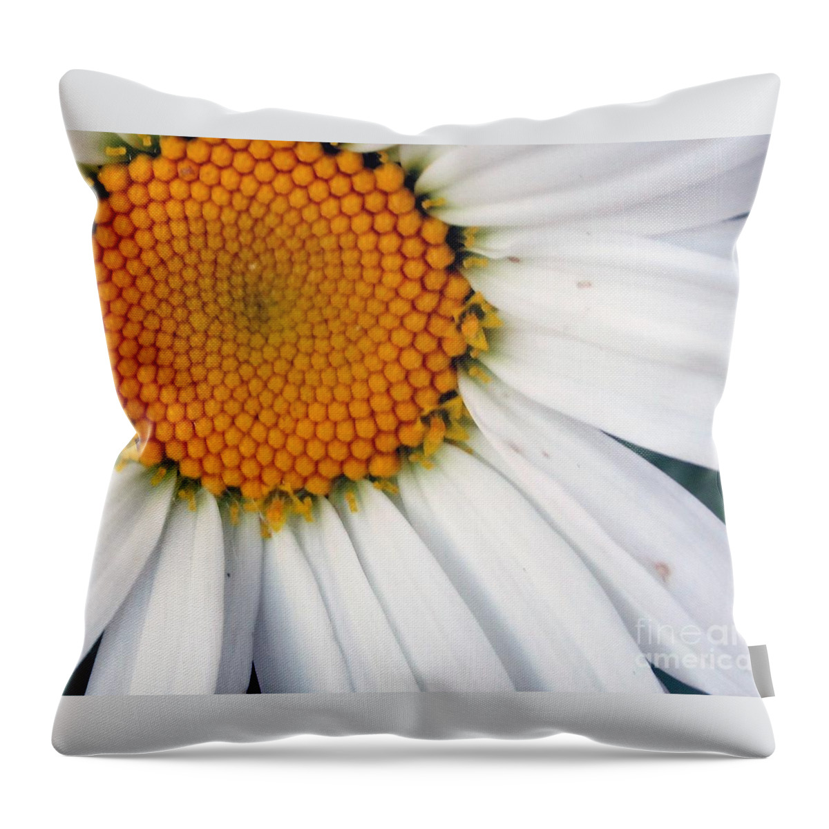Daisy Throw Pillow featuring the photograph Daisy by Lynellen Nielsen