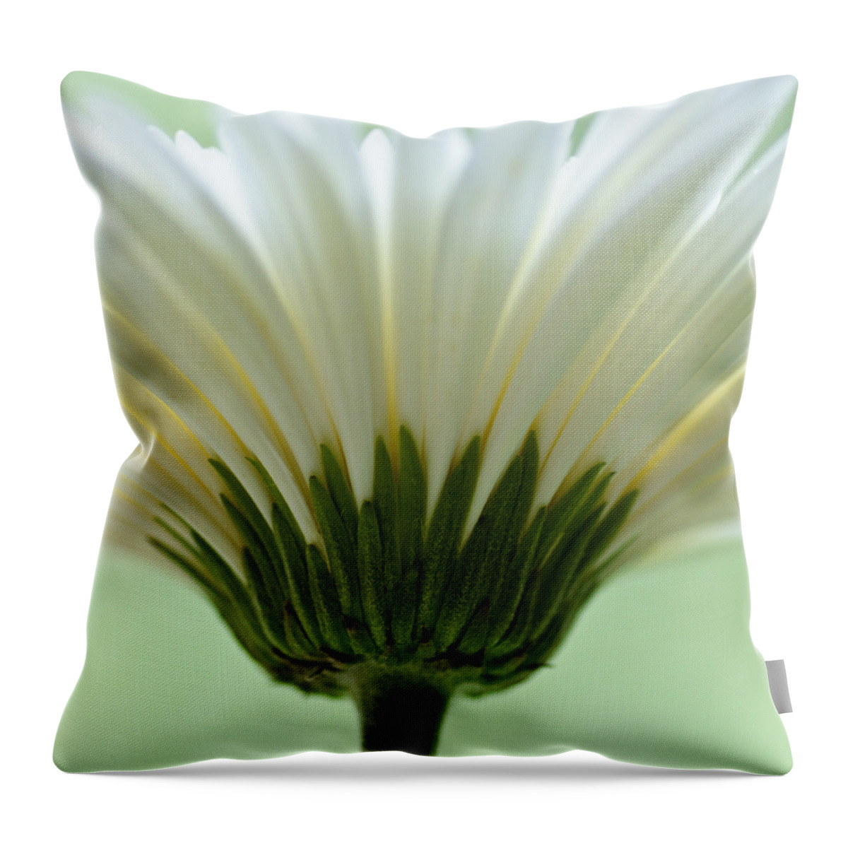 Asteraceae Throw Pillow featuring the photograph Daisy Sweetness by Christi Kraft