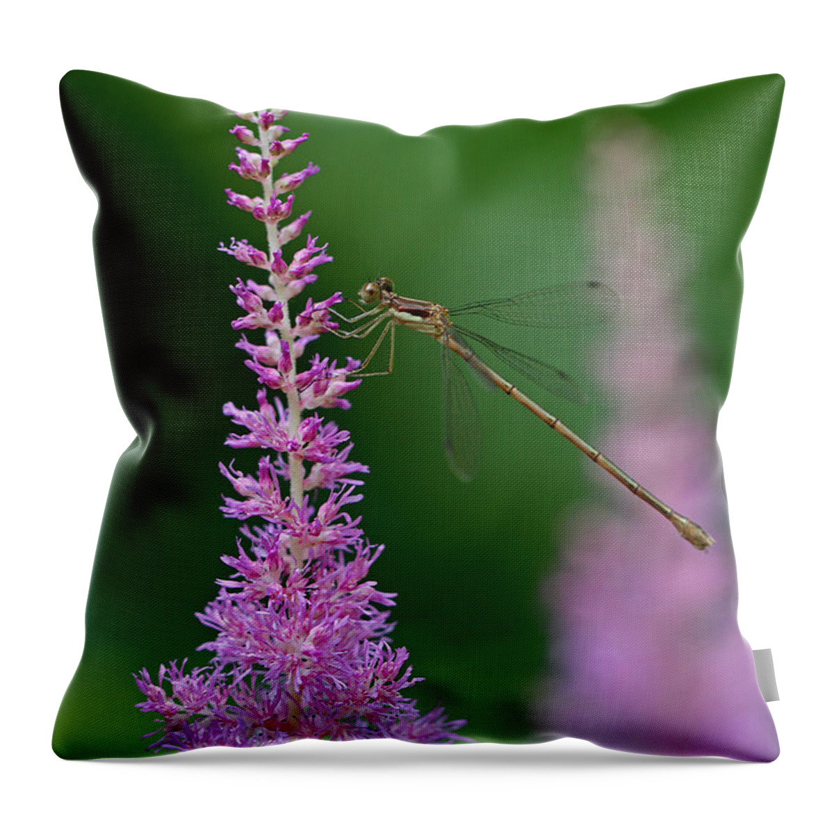 Damselfly Throw Pillow featuring the photograph Damselfly by Juergen Roth