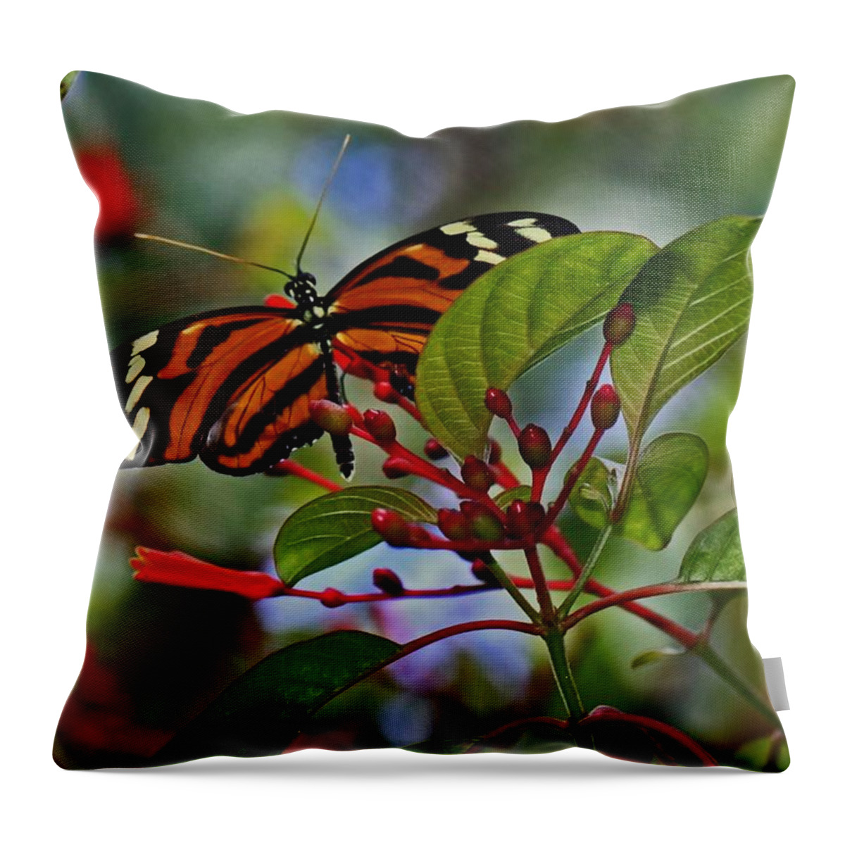 Black Throw Pillow featuring the photograph Danaidae Butterfly by Suzanne Stout