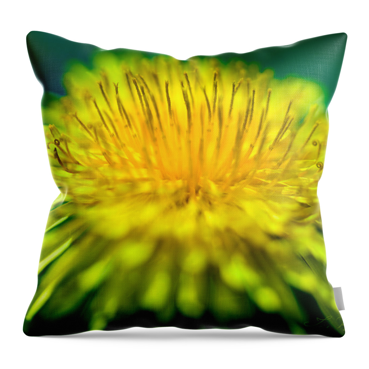 Taraxacum Throw Pillow featuring the photograph Dandelion Bloom by Iris Richardson