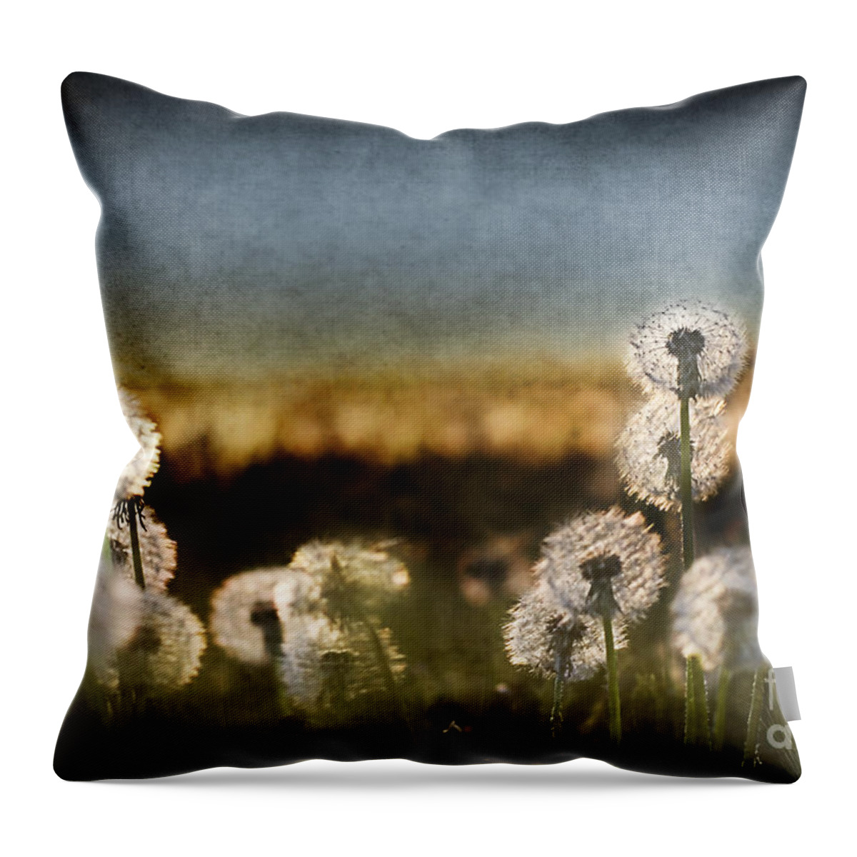 Dandelion Throw Pillow featuring the photograph Dandelion Dusk by Cindy Singleton