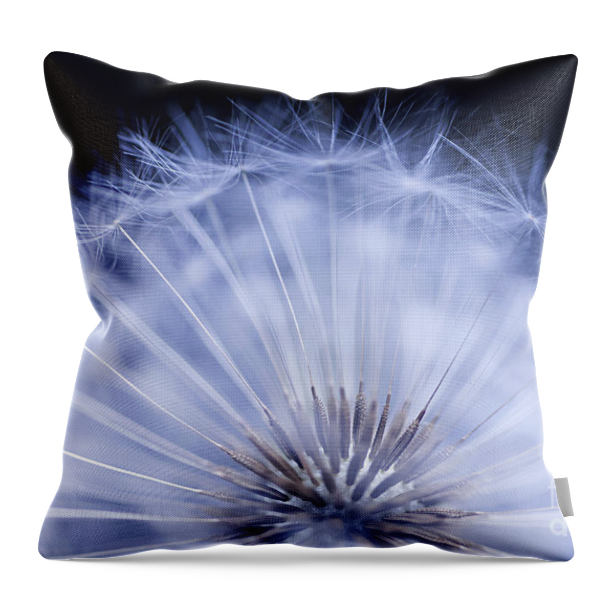 Dandelion Throw Pillow featuring the photograph Dandelion rising by Elena Elisseeva