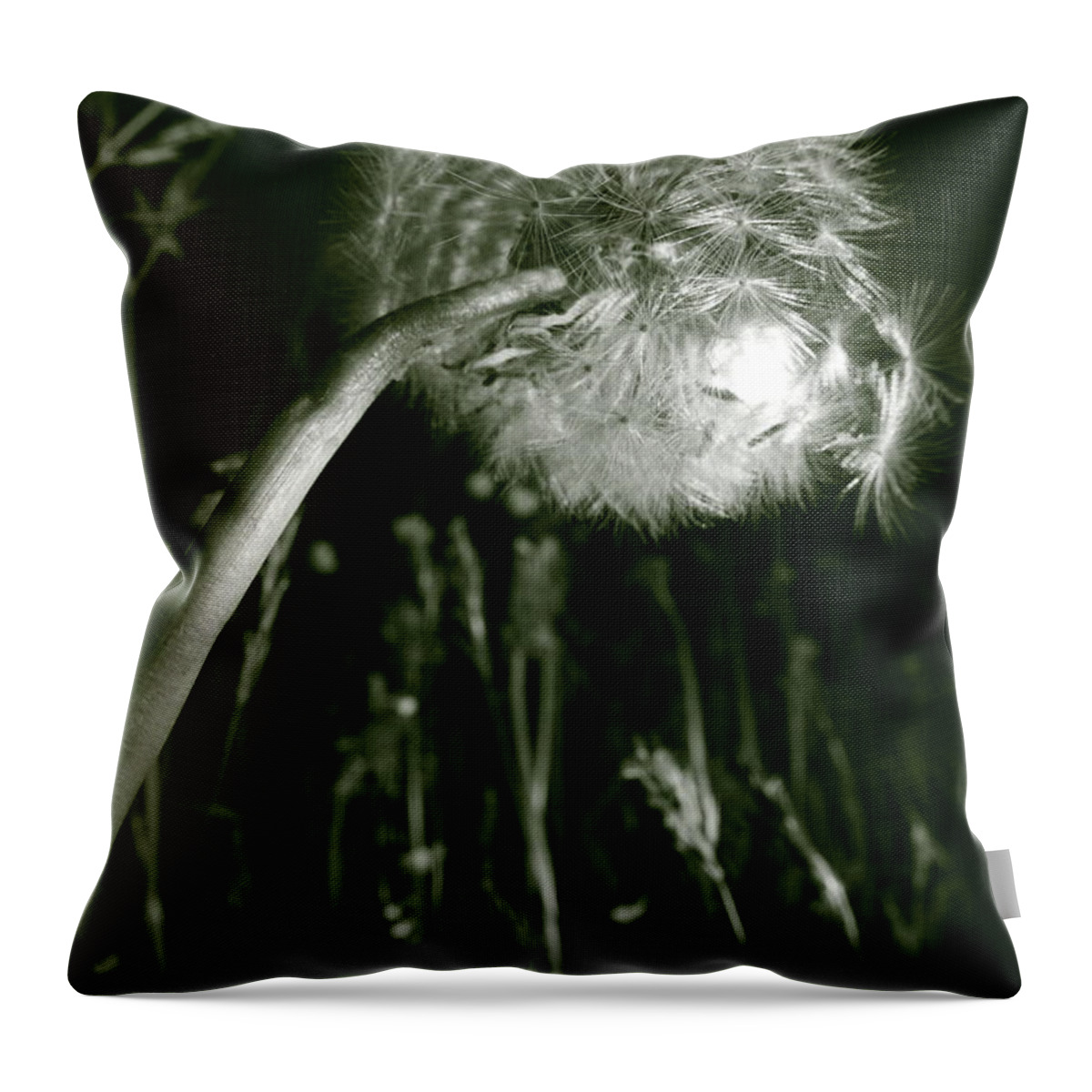 Beautiful Throw Pillow featuring the photograph Dandelion seed head in a meadow by Ulrich Kunst And Bettina Scheidulin
