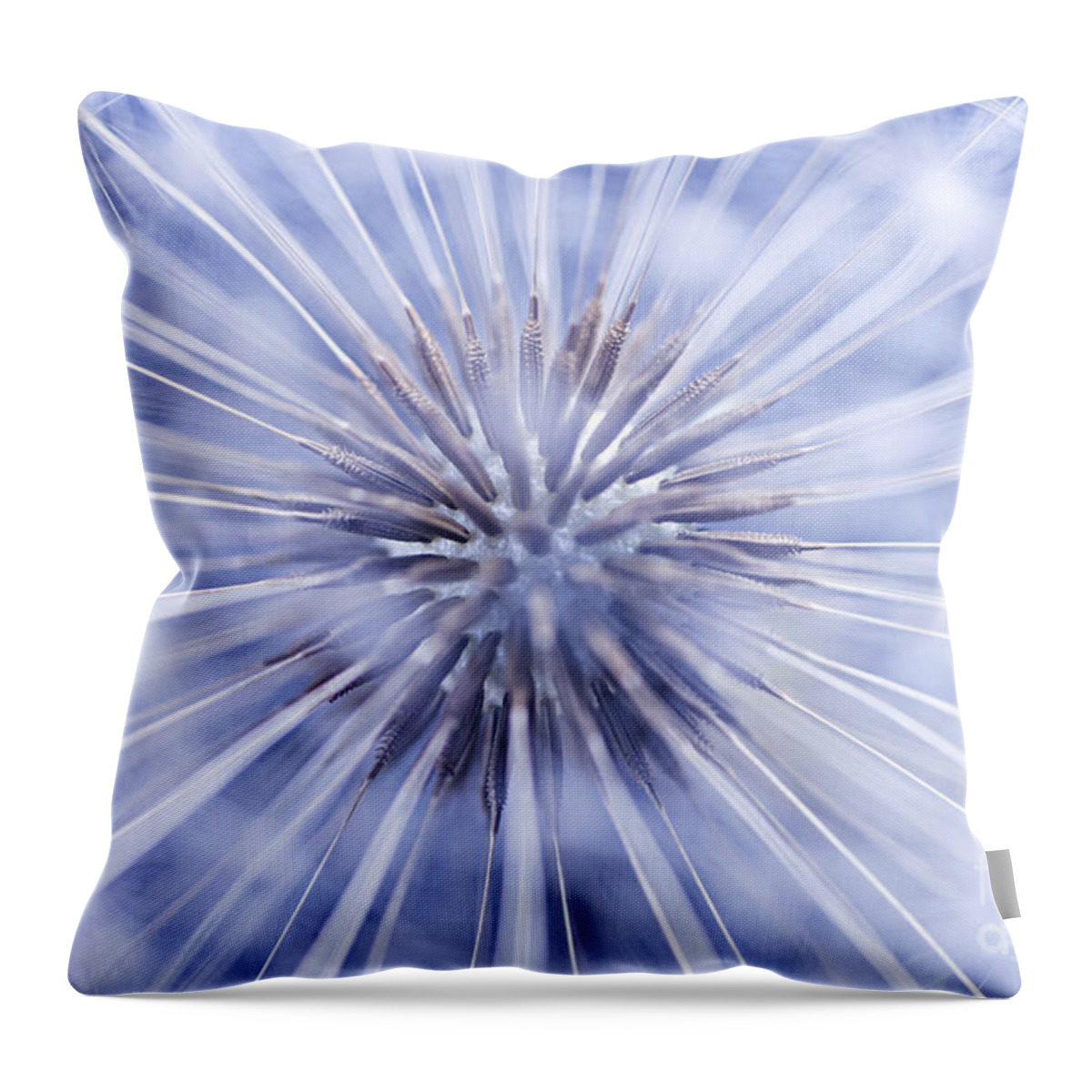Dandelion Throw Pillow featuring the photograph Dandelion seeds 3 by Elena Elisseeva