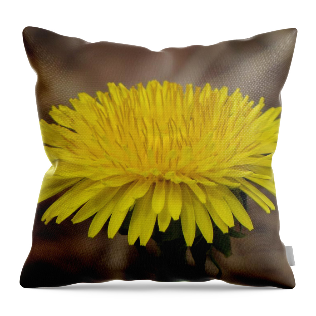 Dandelion Throw Pillow featuring the photograph Dandy Lion by MTBobbins Photography