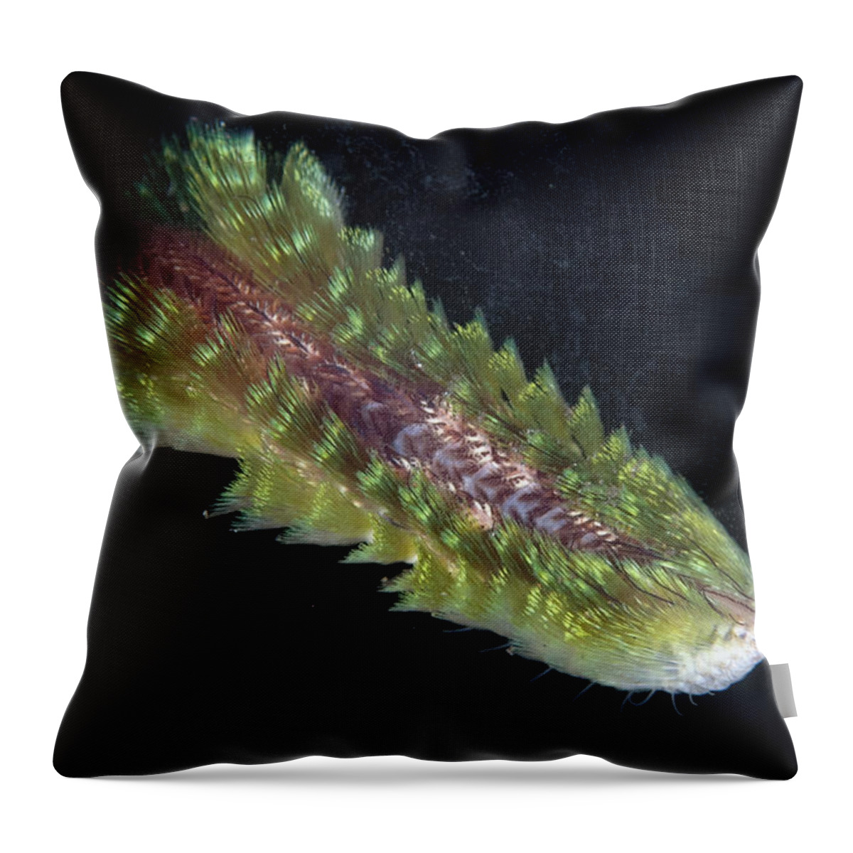 Flpa Throw Pillow featuring the photograph Dark-lined Fire Worm In Bali by Colin Marshall