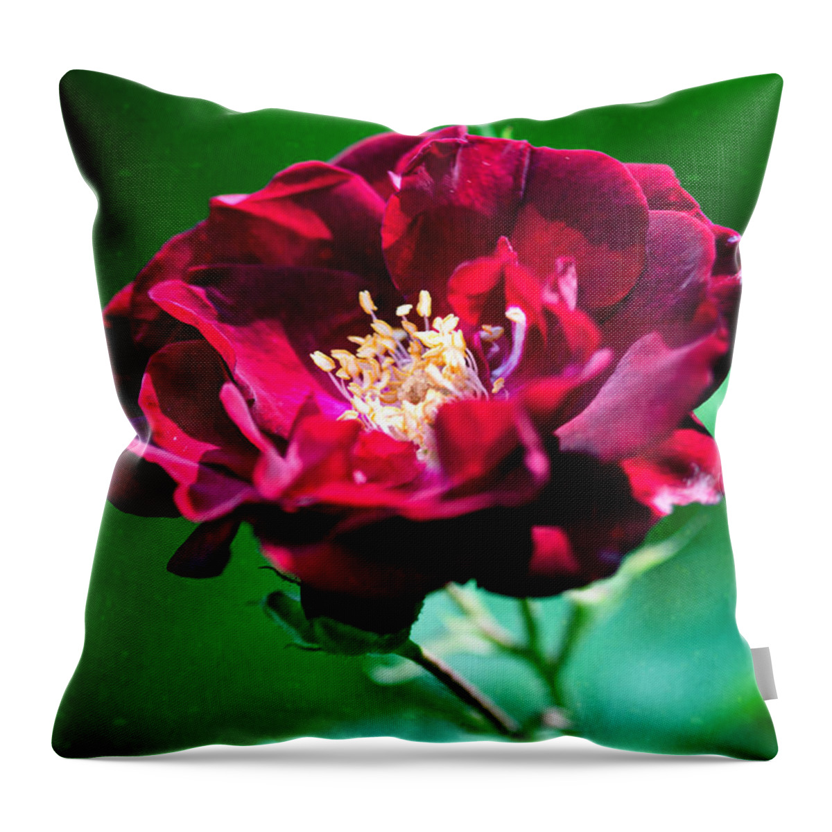 Garden Throw Pillow featuring the photograph Dark Red Rose by Crystal Wightman