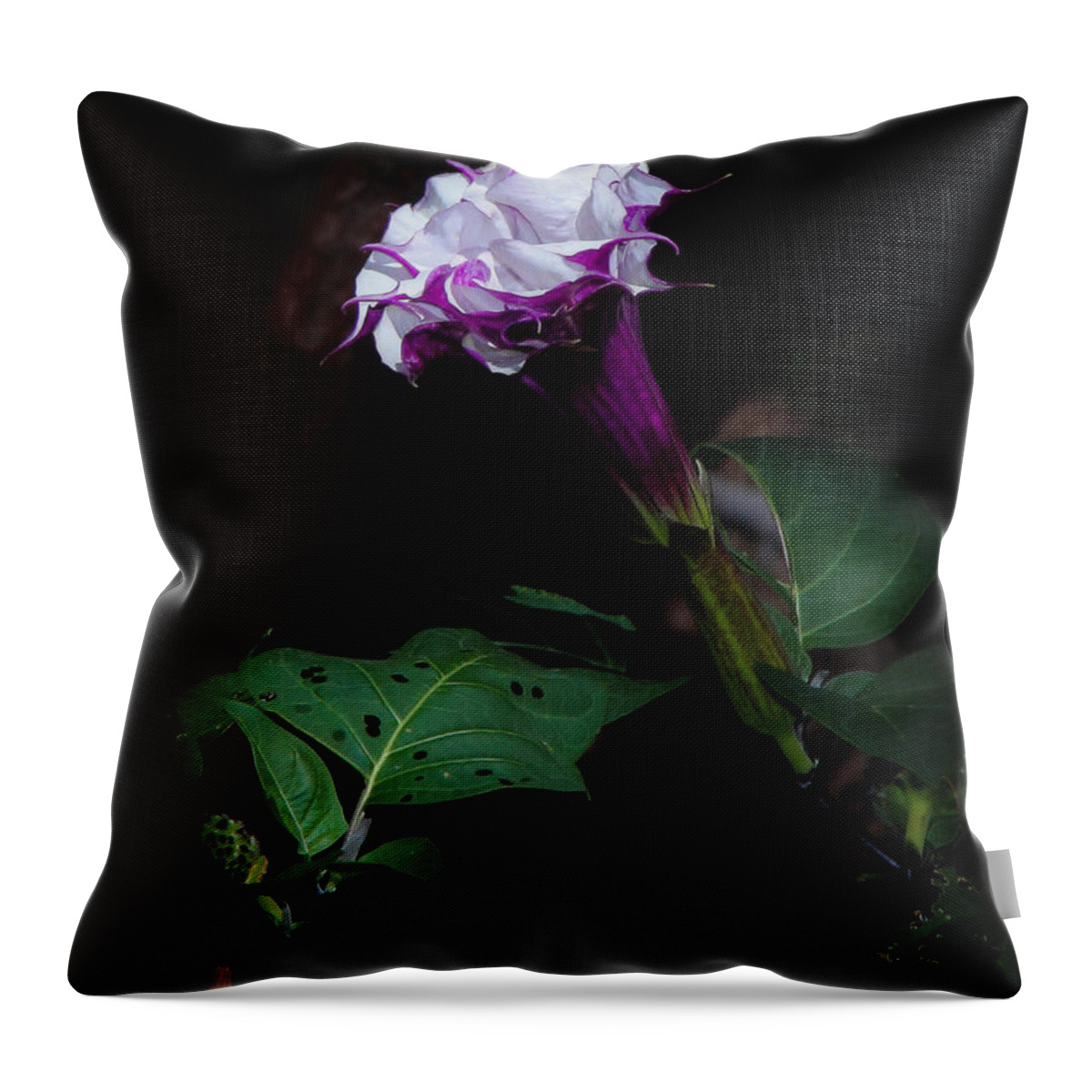 Plants Throw Pillow featuring the photograph Datura by Elaine Malott