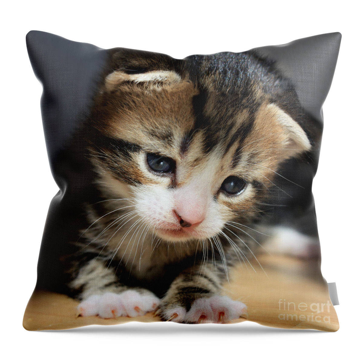 Kitten Throw Pillow featuring the photograph Daydreamer Kitten by Terri Waters