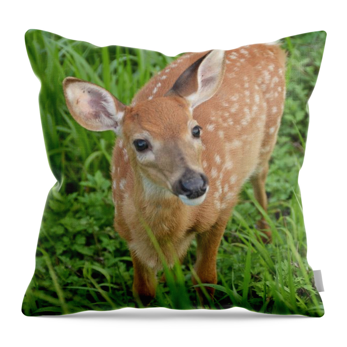 Deer Throw Pillow featuring the photograph Deer 42 by Cassie Marie Photography