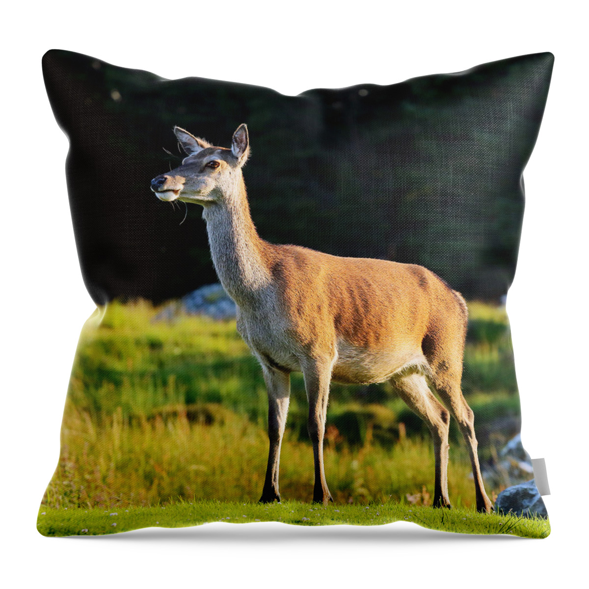 Deer Throw Pillow featuring the photograph Deer by Grant Glendinning