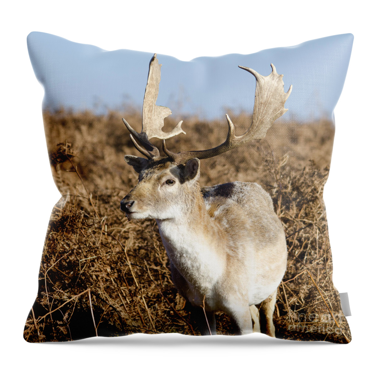 Deer Throw Pillow featuring the photograph Deer by Steev Stamford