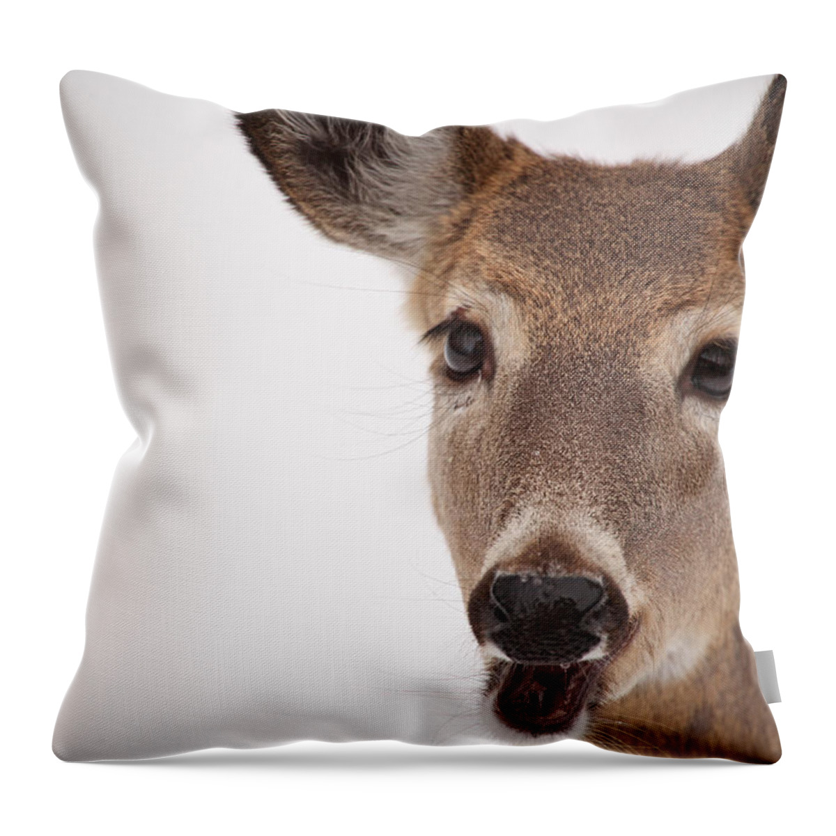 Deer Throw Pillow featuring the photograph Deer Talk by Karol Livote