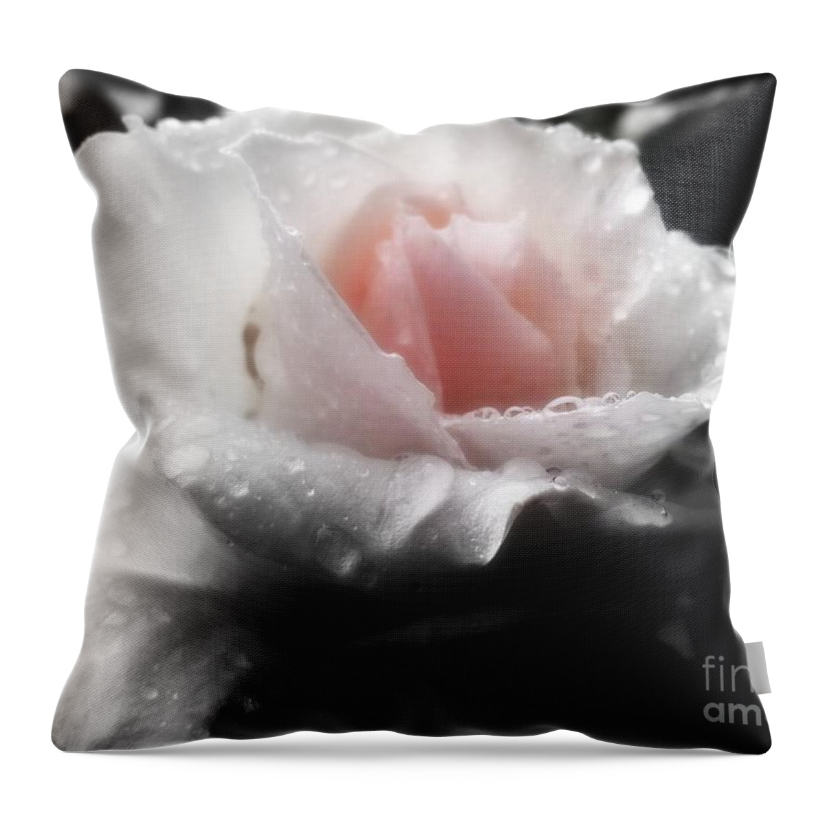 Rose Throw Pillow featuring the photograph Delicate by Heather L Wright