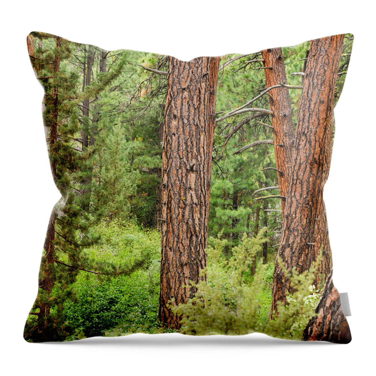Forest Throw Pillow featuring the photograph Dense Forest View by Jess Kraft