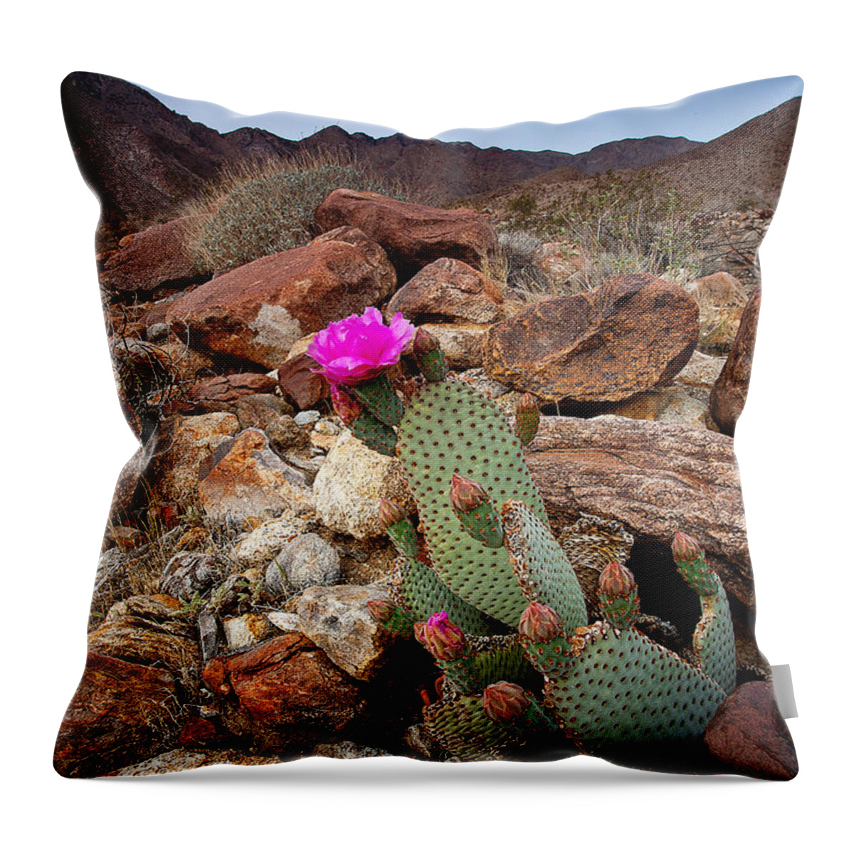Anza-borrego Desert Throw Pillow featuring the photograph Desert BeaverTail by Peter Tellone