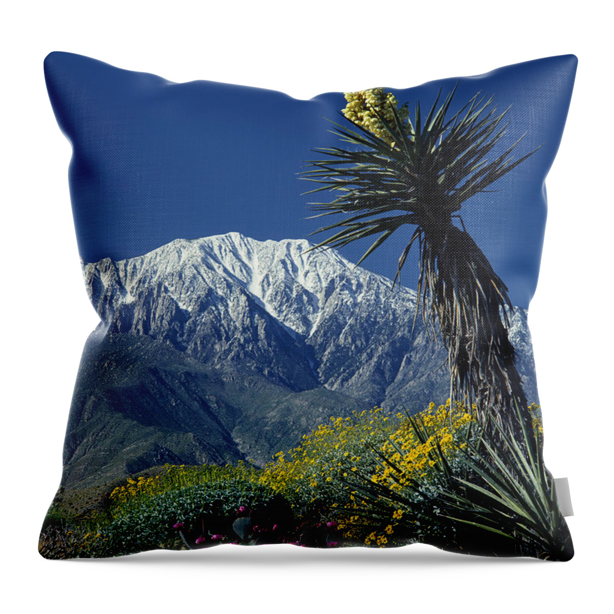 Desert Throw Pillow featuring the photograph Desert Blooms by Ed Cooper Photography