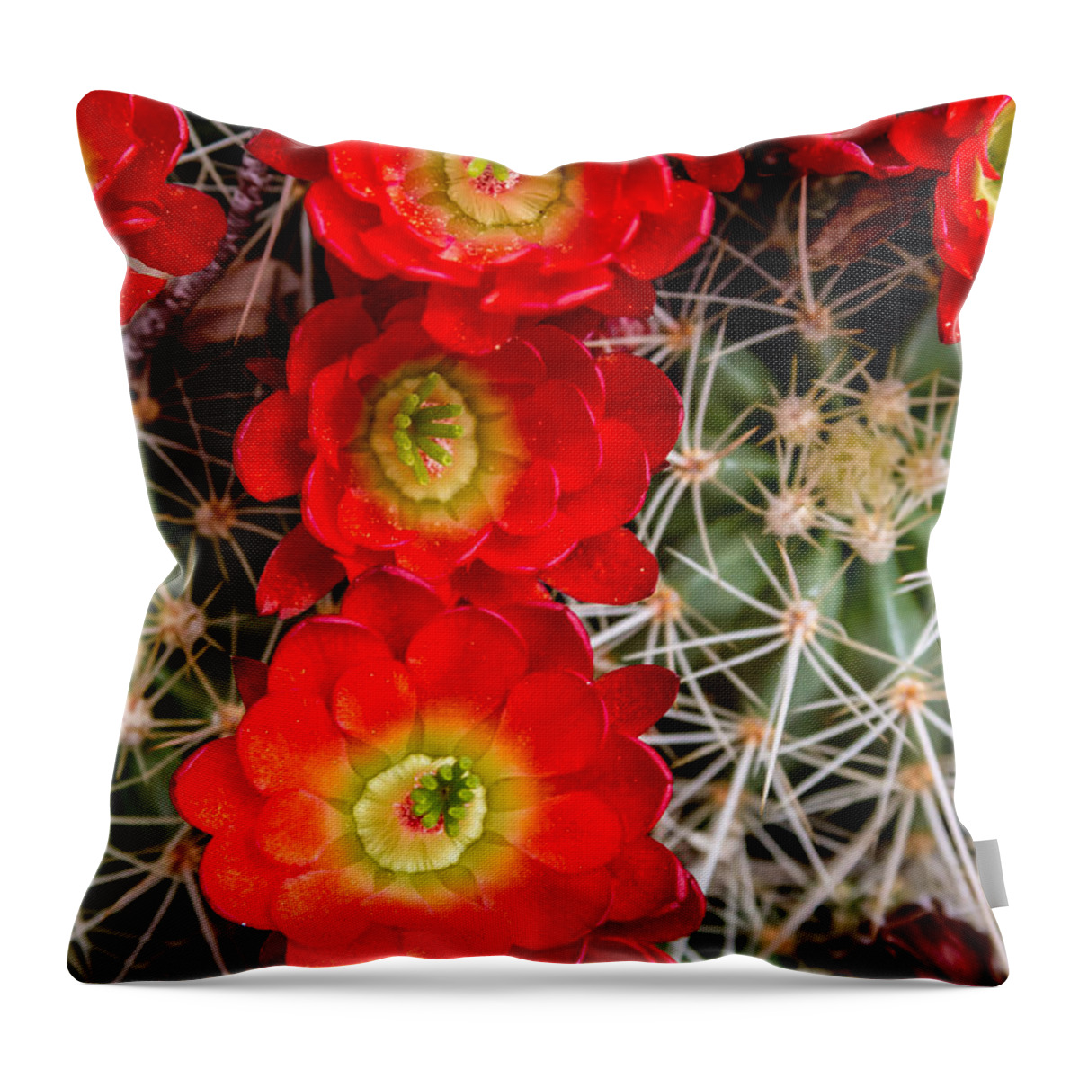 Barrel Throw Pillow featuring the photograph Desert Blooms by Teri Virbickis