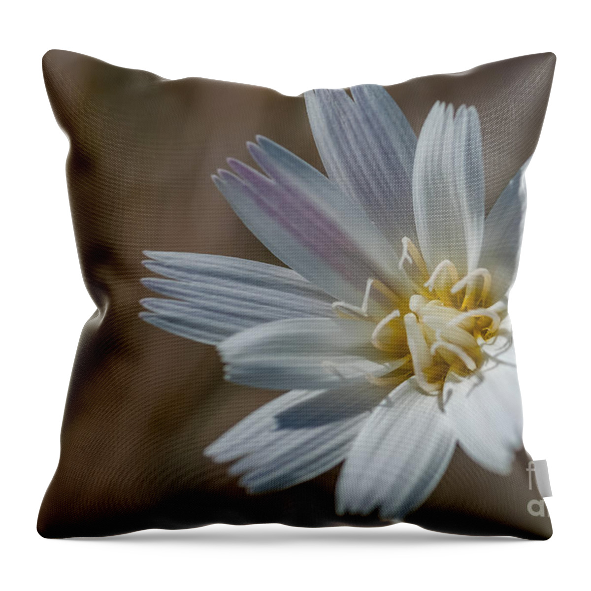 Al Andersen Throw Pillow featuring the photograph Desert Chicory 2 by Al Andersen