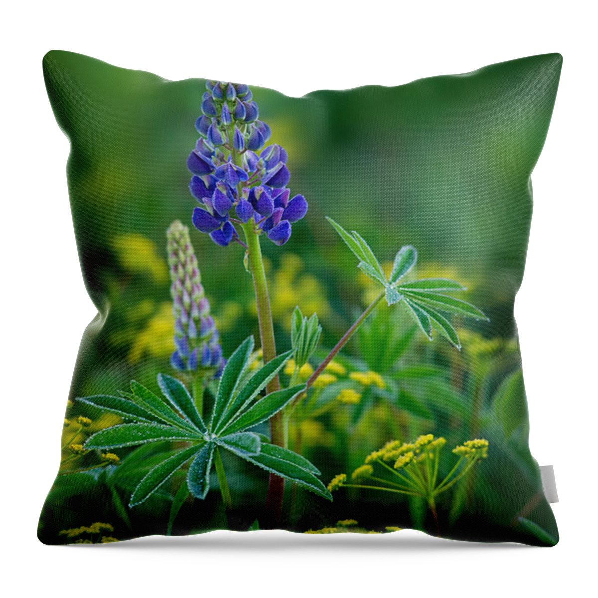 Lupines Throw Pillow featuring the photograph Dew Drops on Flowers by Darylann Leonard Photography
