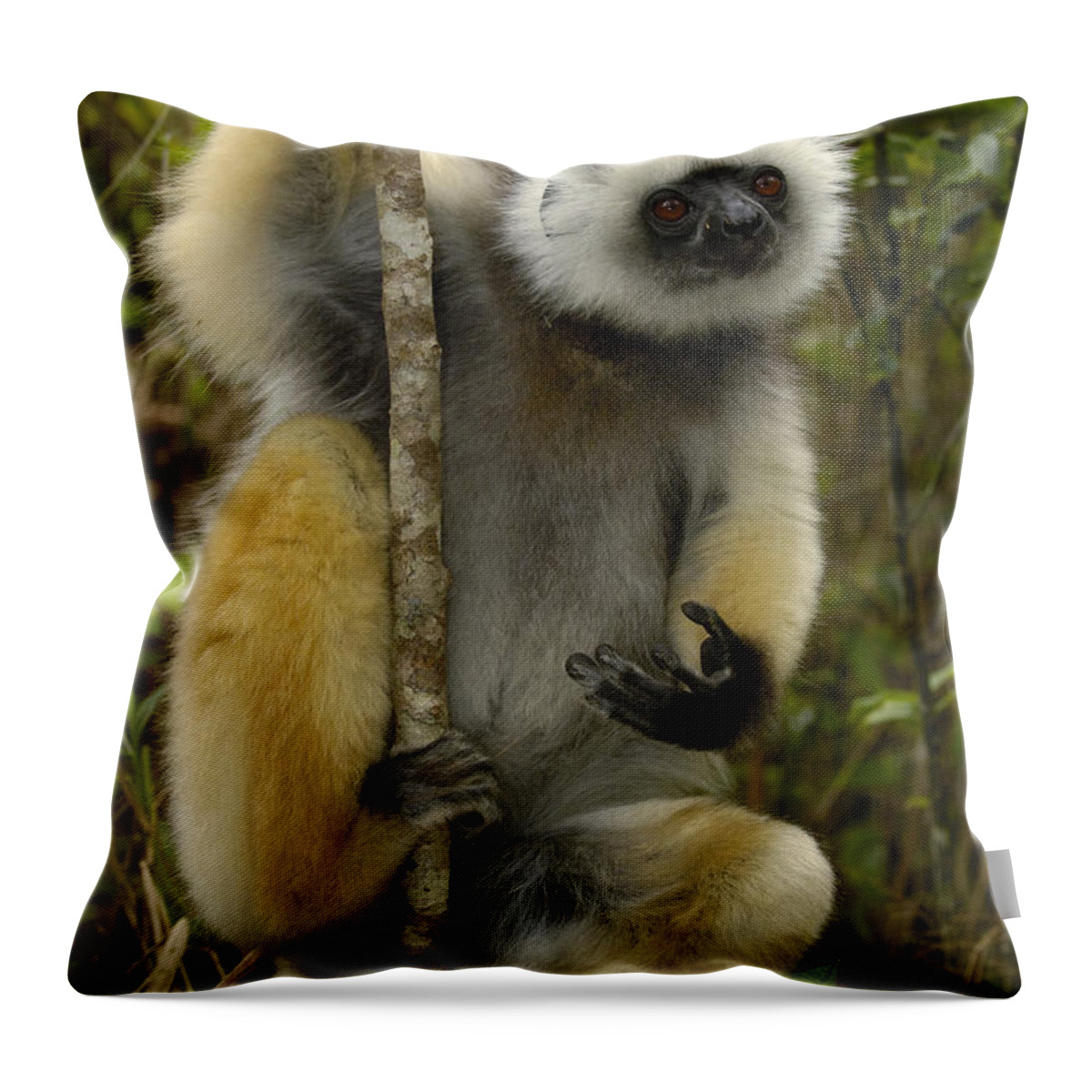 Feb0514 Throw Pillow featuring the photograph Diademed Sifaka Madagascar by Pete Oxford