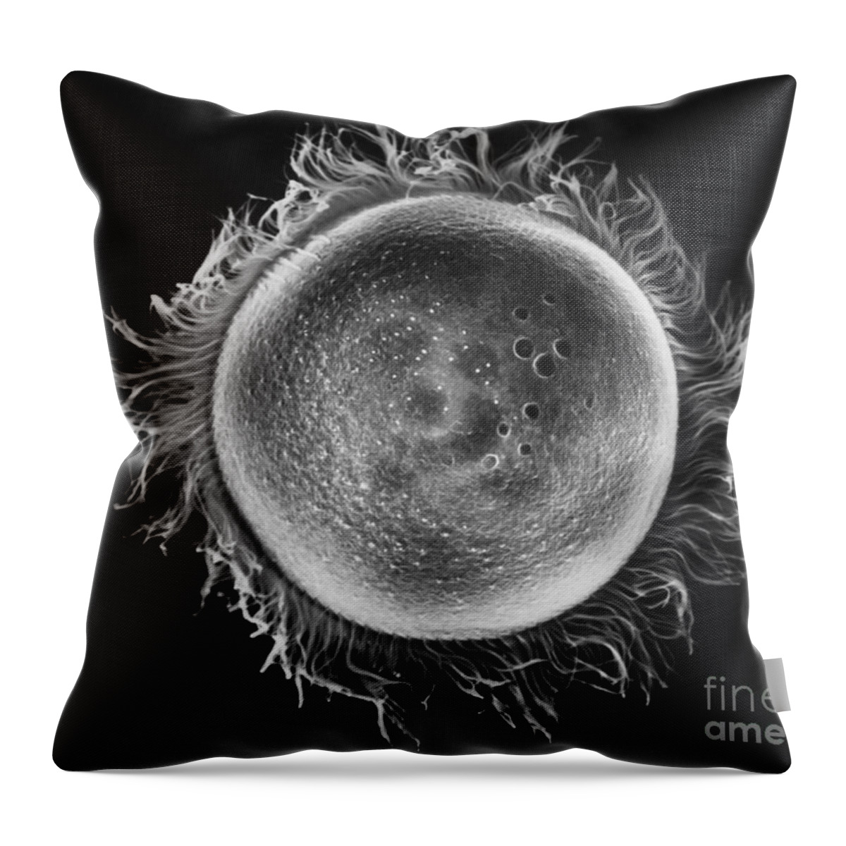 B&w Throw Pillow featuring the photograph Didinium Nasutum Ciliate Sem by Greg Antipa