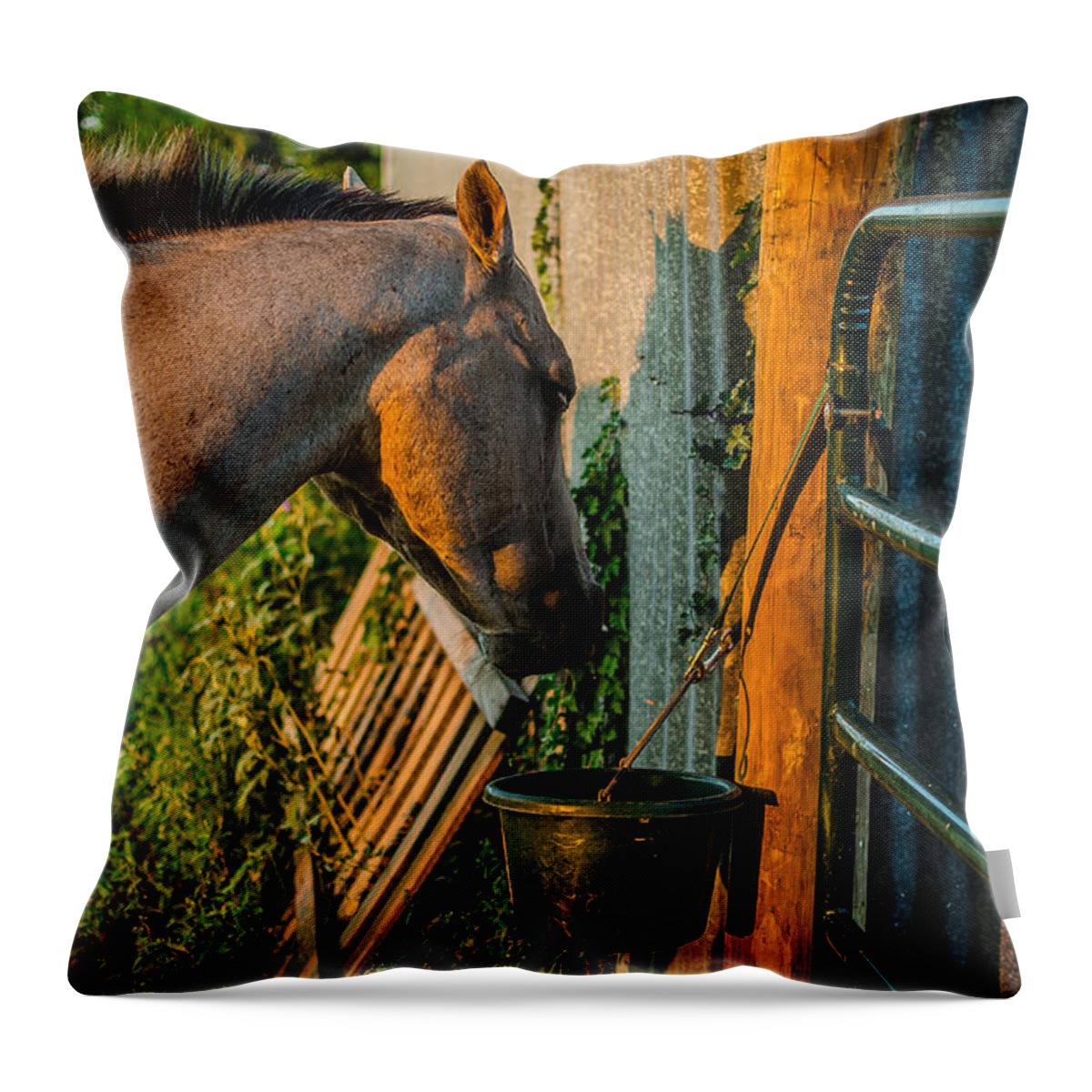 Horse Throw Pillow featuring the photograph Dinnertime Abendessen by David Morefield
