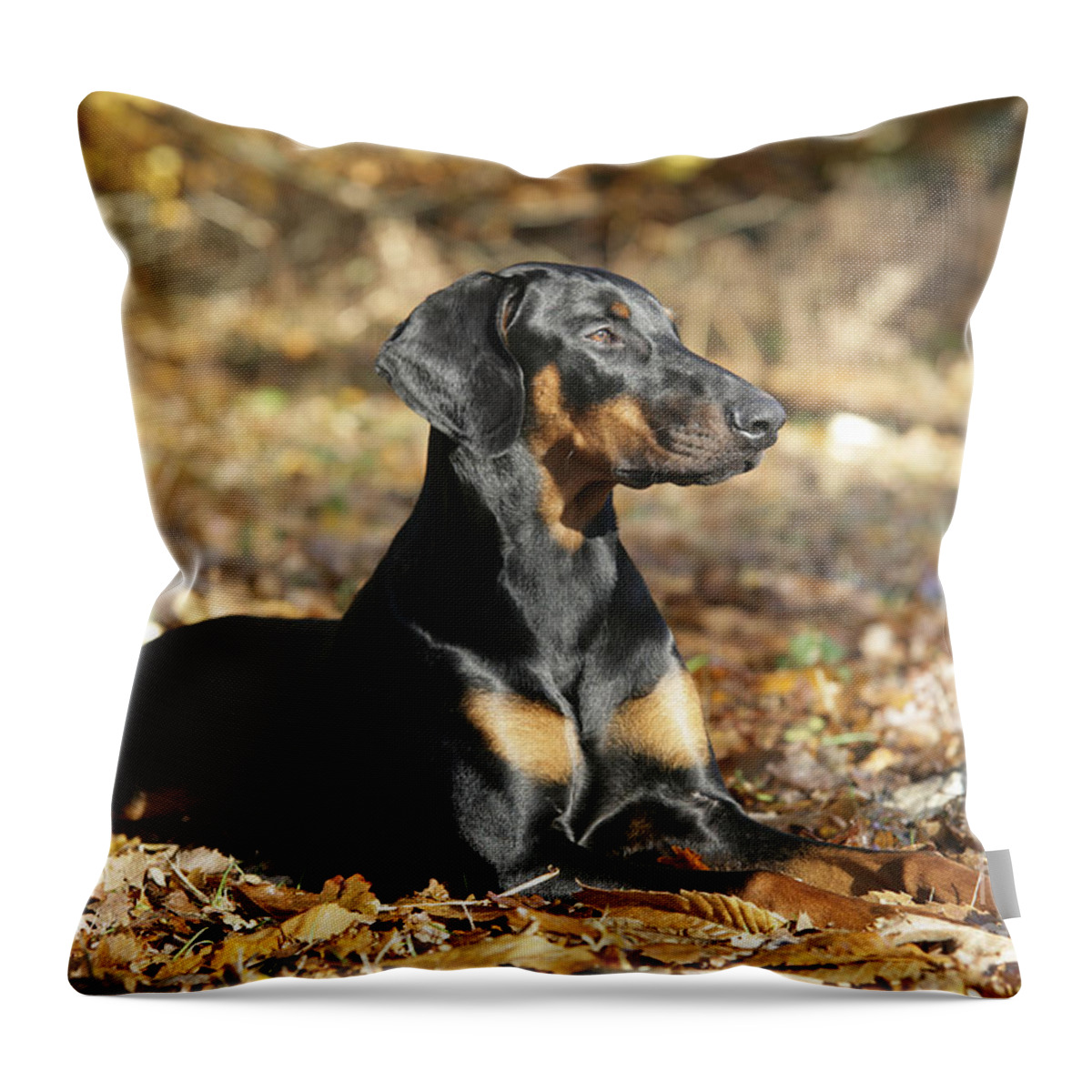Doberman Pinscher Throw Pillow featuring the photograph Dobermann Dog by John Daniels