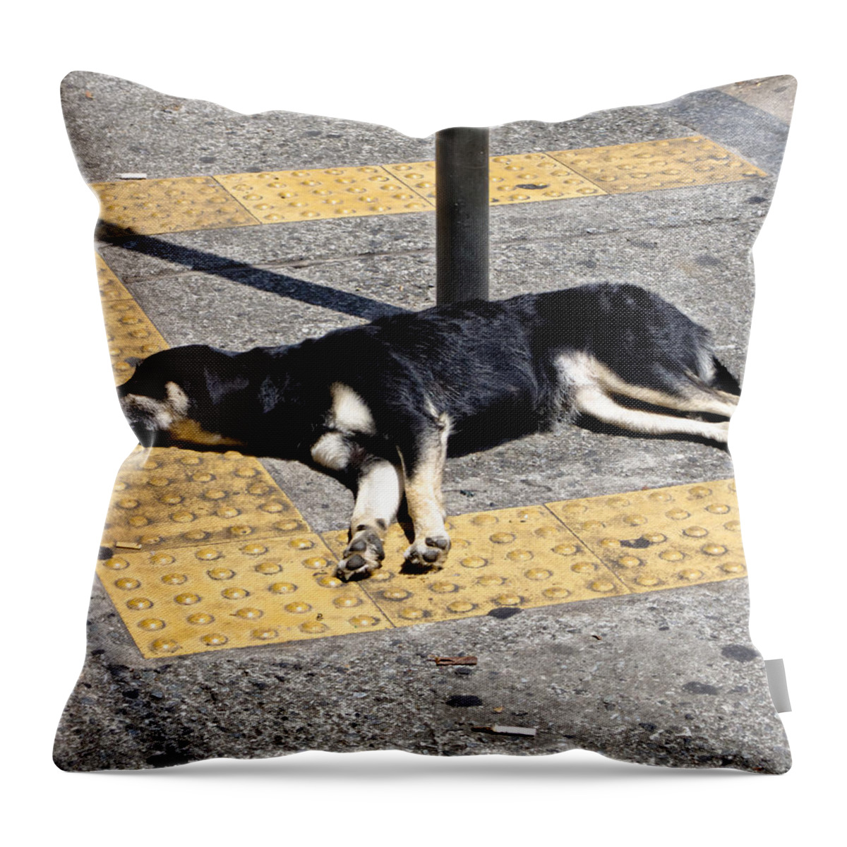 Dog Throw Pillow featuring the photograph Dog in Sao Paulo by Julie Niemela