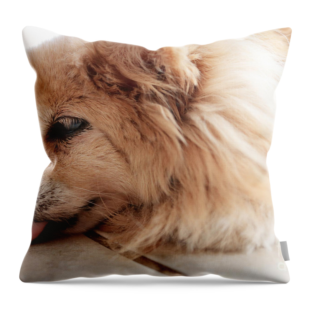 Dog Throw Pillow featuring the photograph Dog Nap by Charline Xia