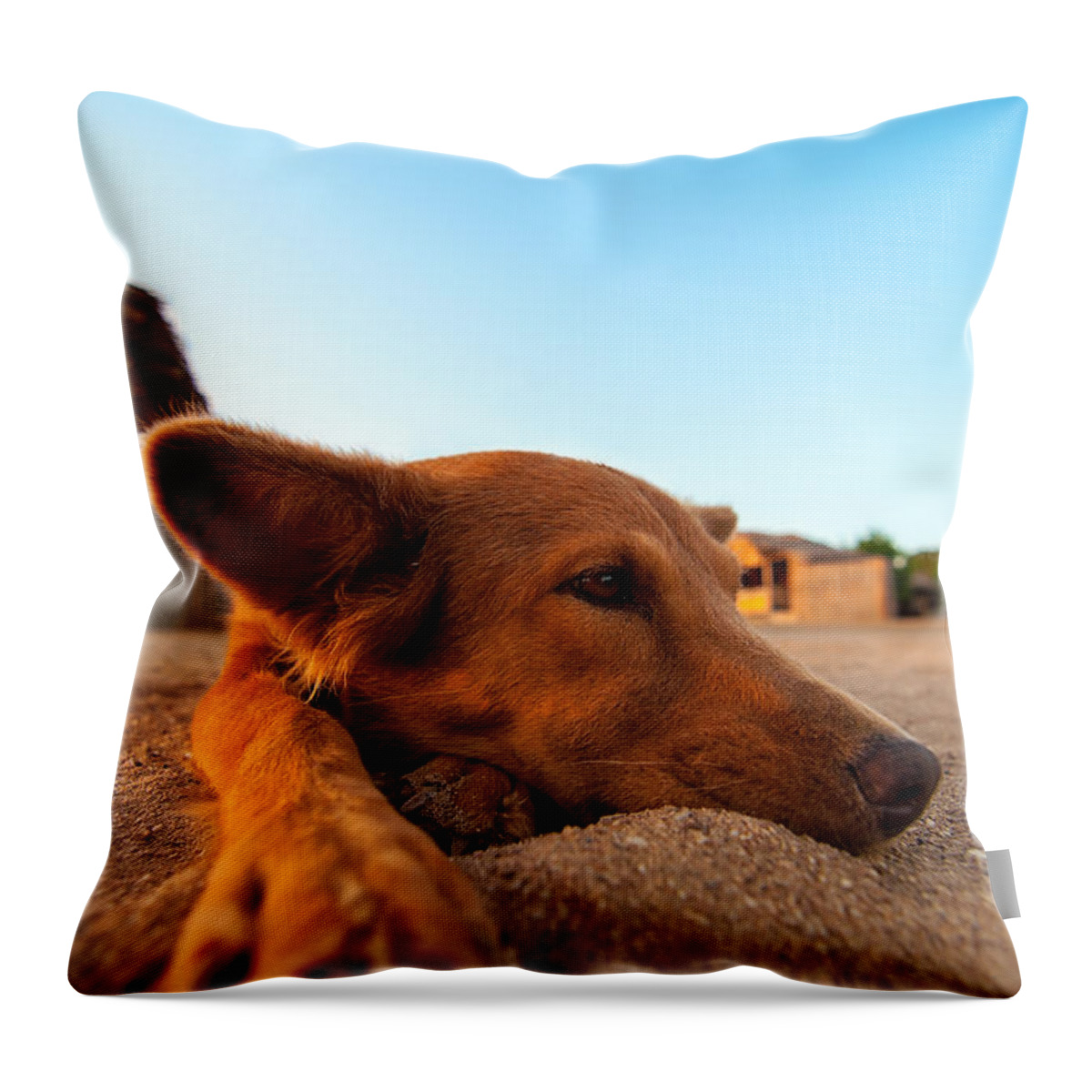 Beach Throw Pillow featuring the photograph Dog Relaxing on a Beach by Jess Kraft