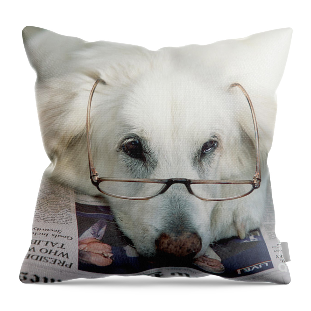 00341804 Throw Pillow featuring the photograph Dog and the News by Yva Momatiuk John Eastcott