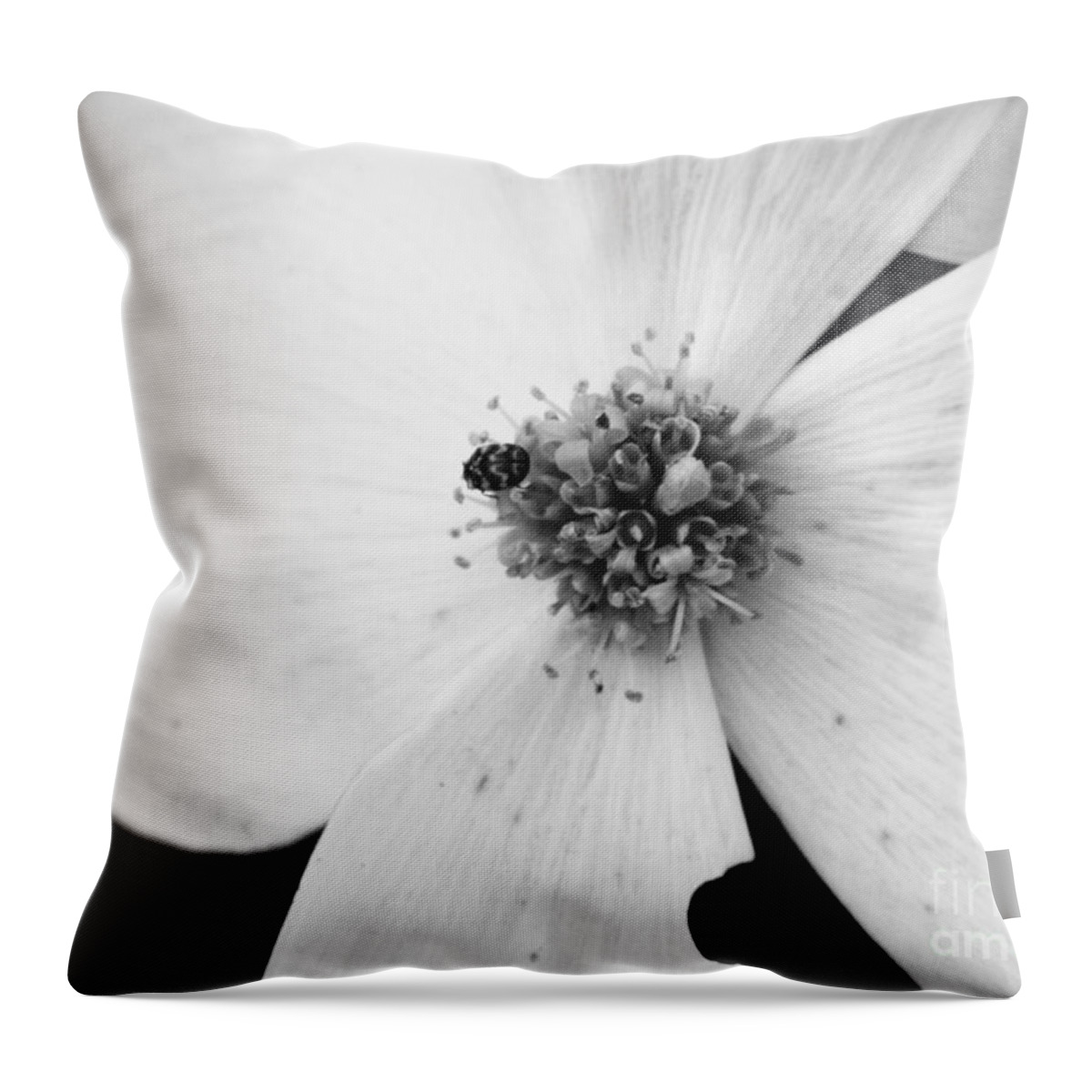 Flower Throw Pillow featuring the photograph Dogwood Black and White 2 by Andrea Anderegg