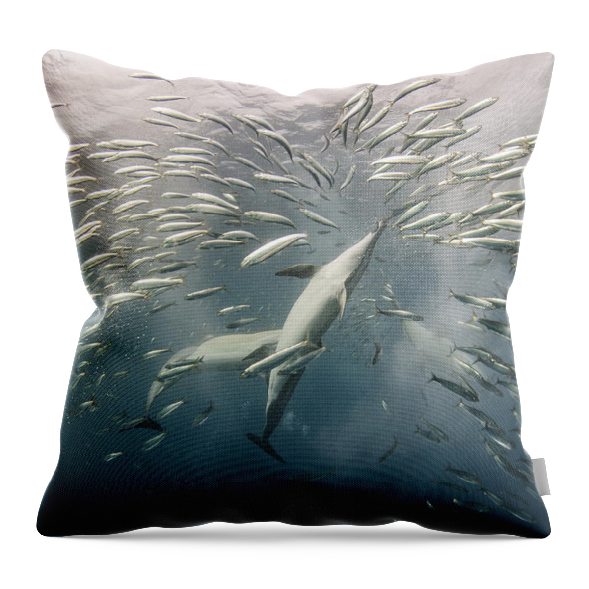 Mp Throw Pillow featuring the photograph Dolphins Hunting Sardines by Pete Oxford