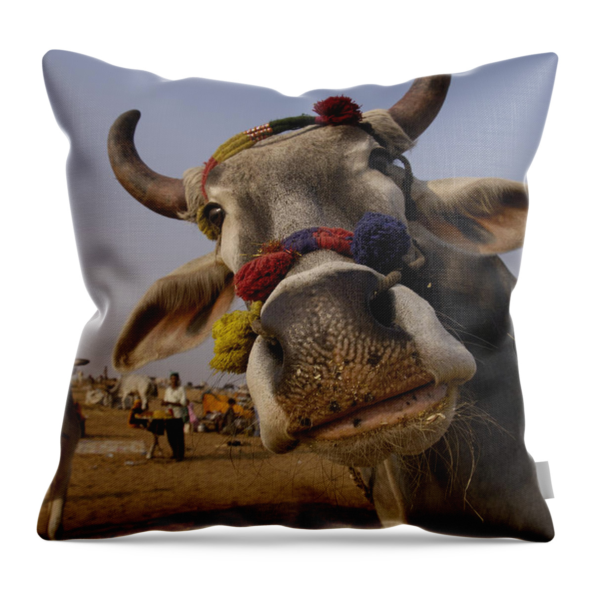 00210290 Throw Pillow featuring the photograph Domestic Cattle India by Pete Oxford