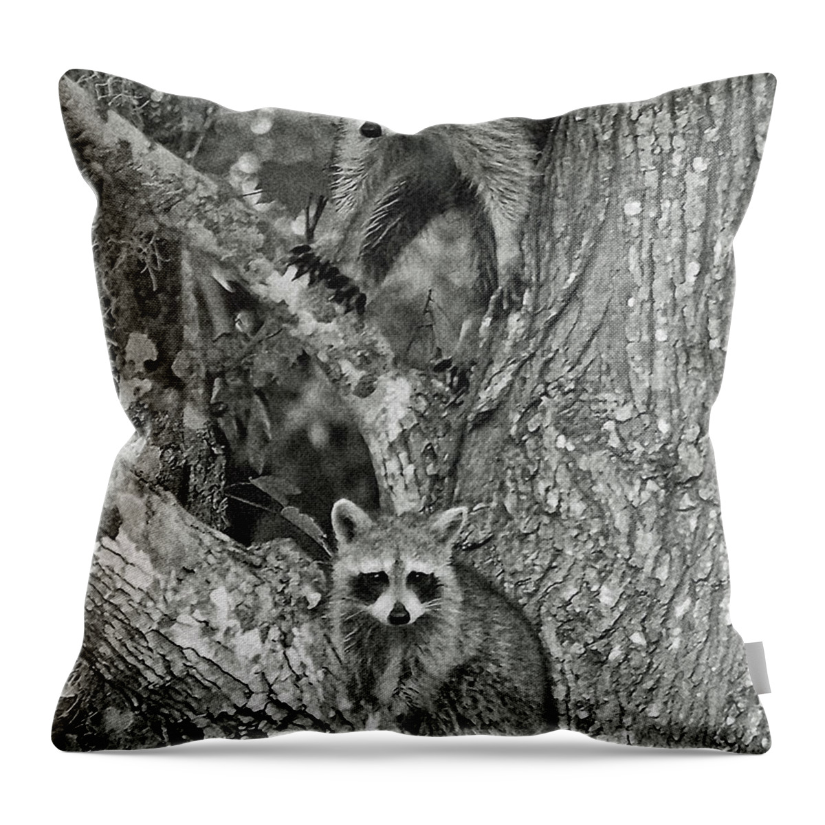 Racoons Throw Pillow featuring the digital art Double Trouble by DigiArt Diaries by Vicky B Fuller
