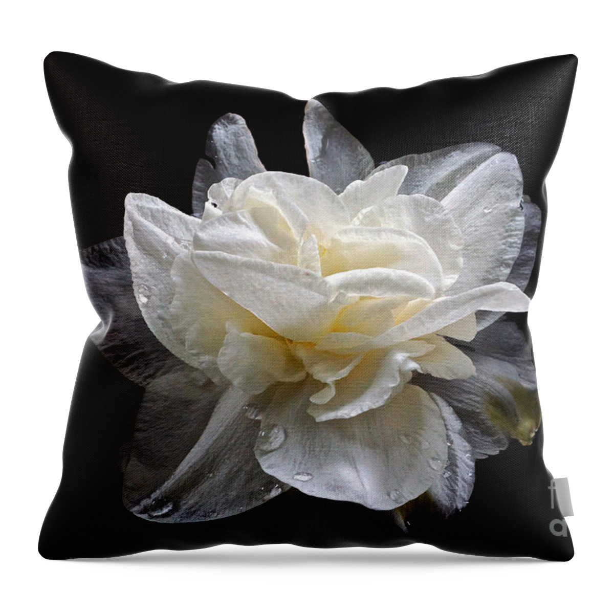 White Double Daffodil Throw Pillow featuring the photograph Double White Daffodil In Dark Water by Byron Varvarigos