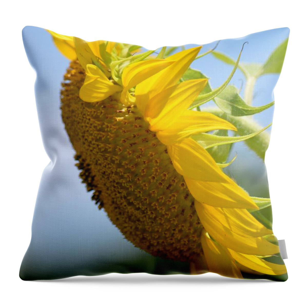 Downcast Sunflower Throw Pillow featuring the photograph Downcast Sunflower by Maria Urso