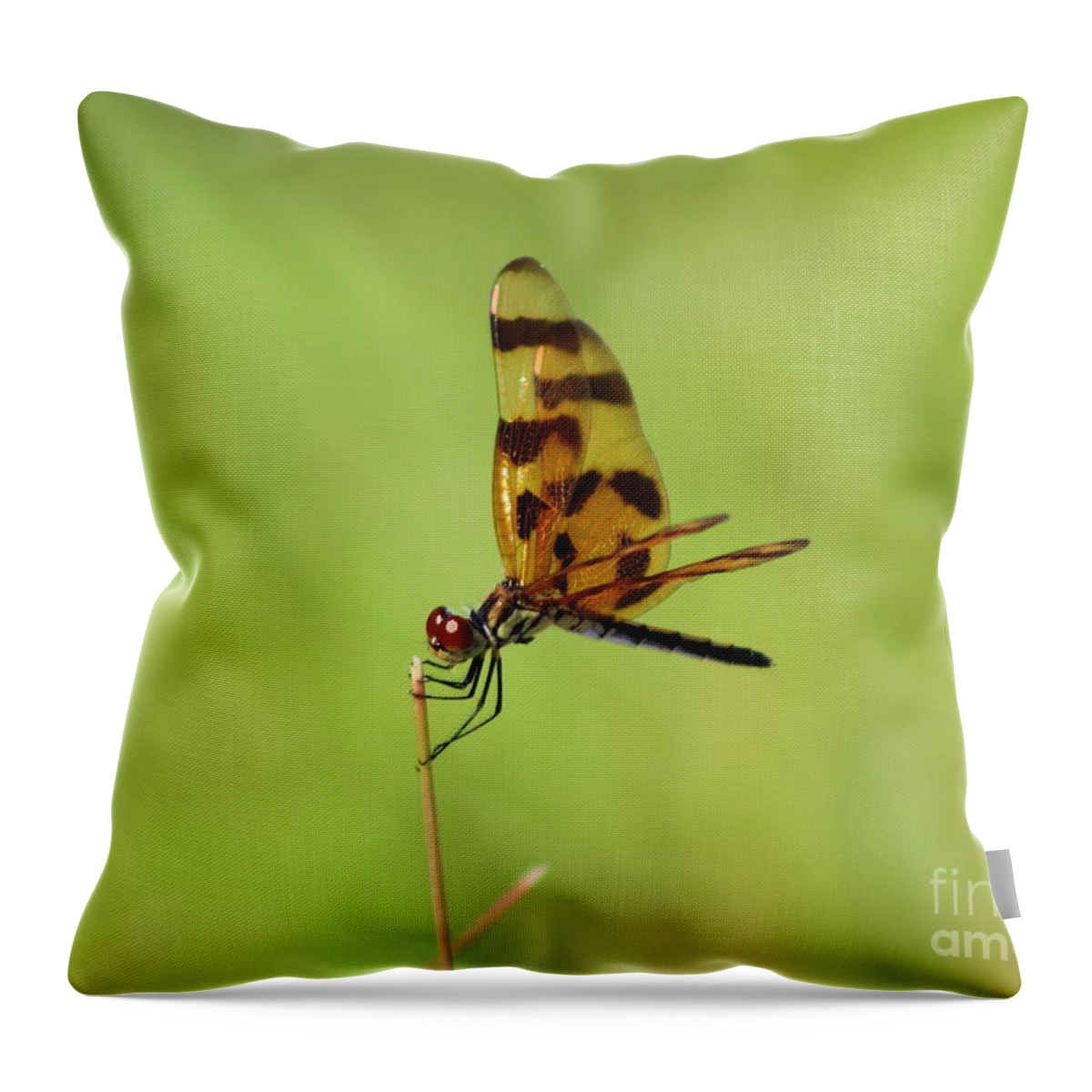 Dragonfly Throw Pillow featuring the photograph Dragon Pose by Andre Turner