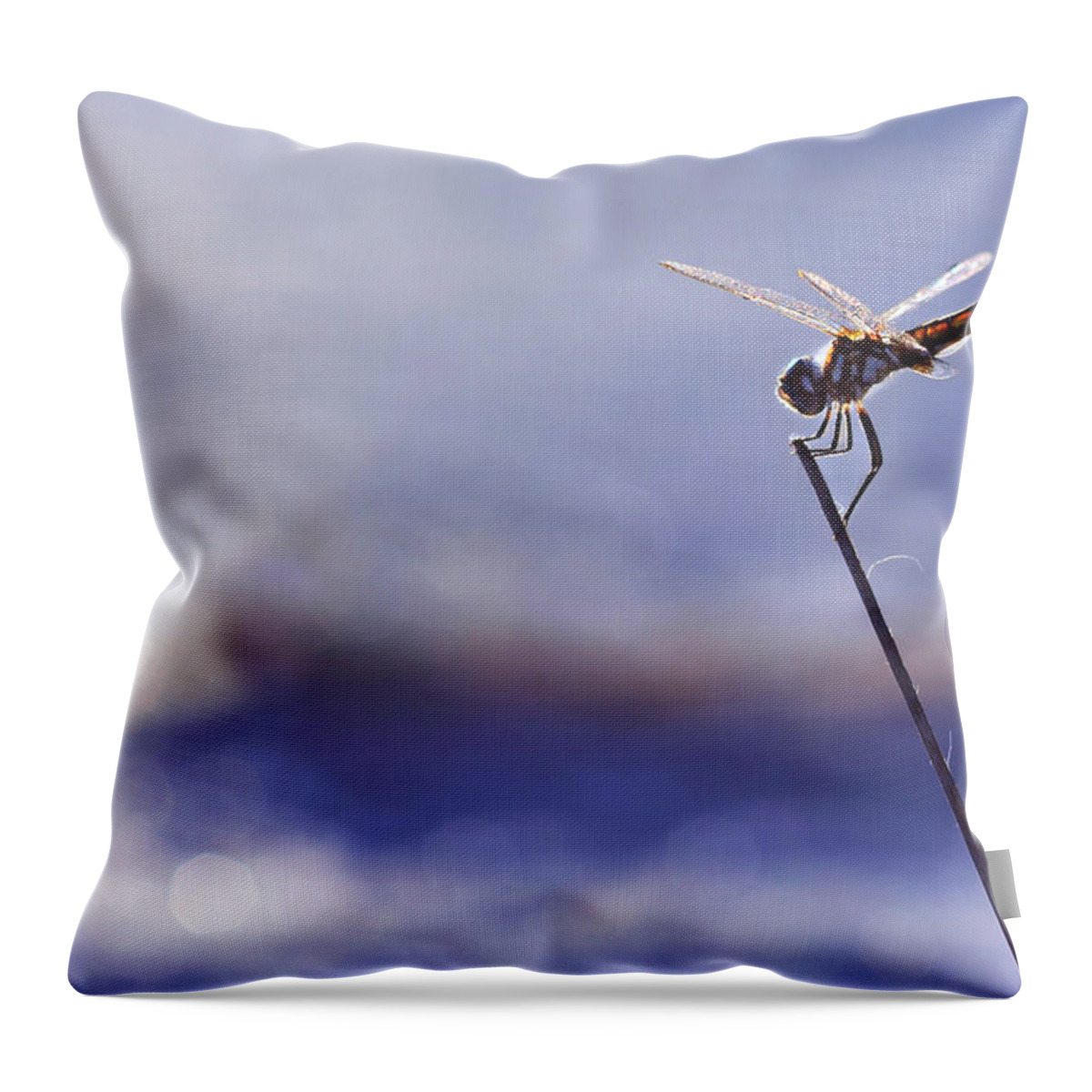 Dragonfly Throw Pillow featuring the photograph Dragonfly Blue by Laura Fasulo