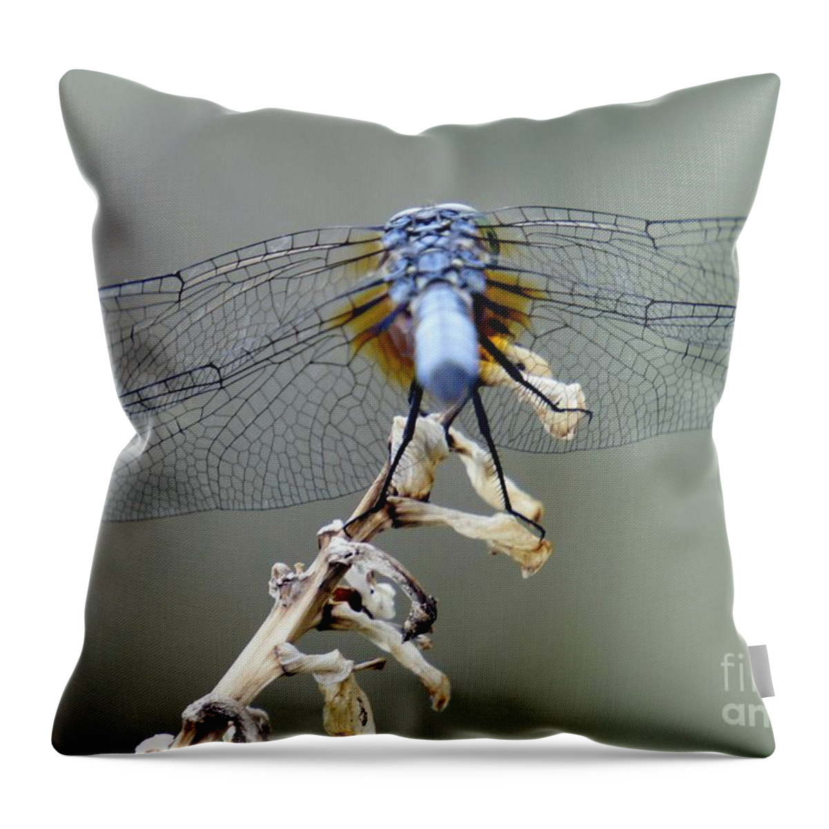 Dragonfly Throw Pillow featuring the photograph Dragonfly Wing Details II by Lilliana Mendez