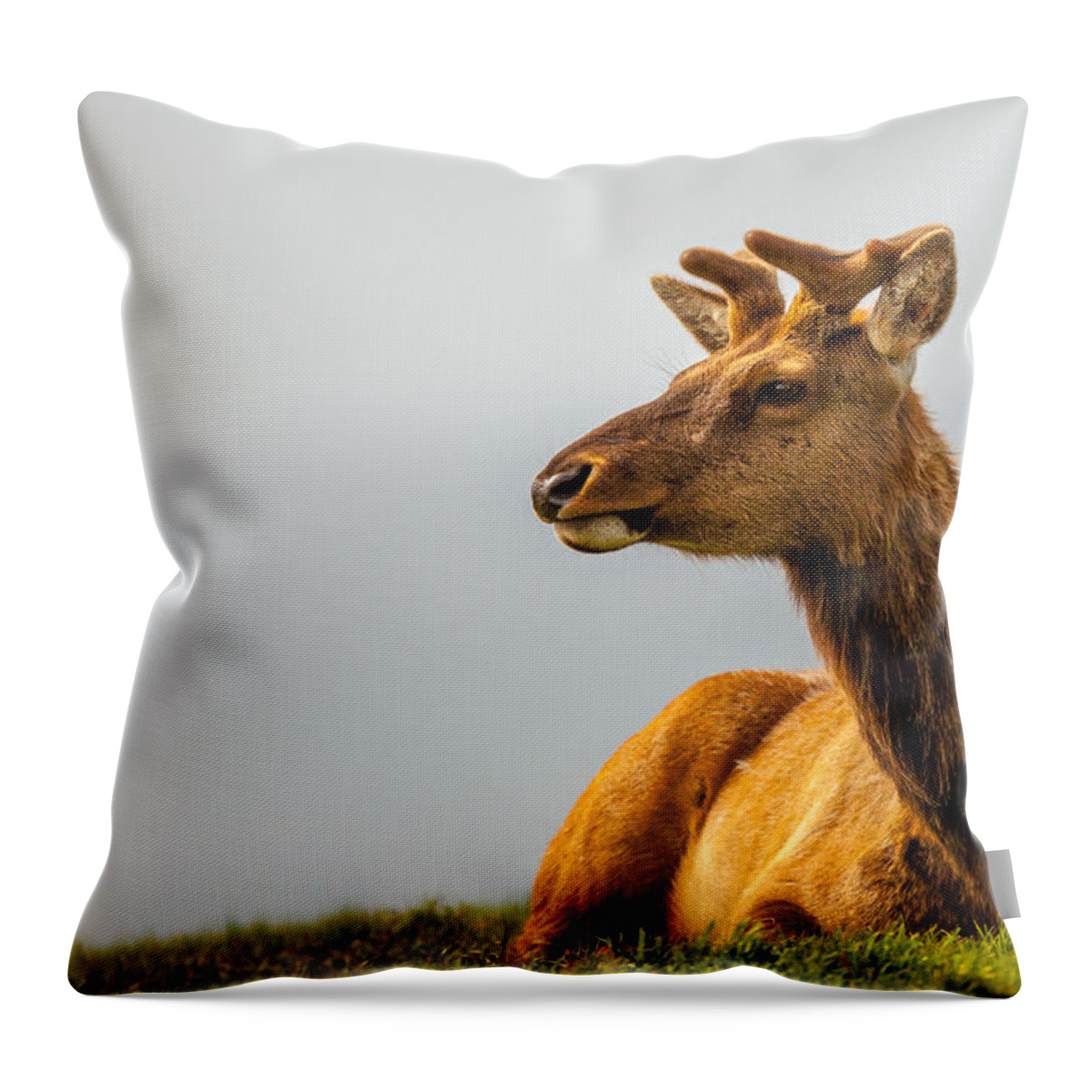 Big Horn Sheep Throw Pillow featuring the photograph Drake Elk by Kevin Dietrich