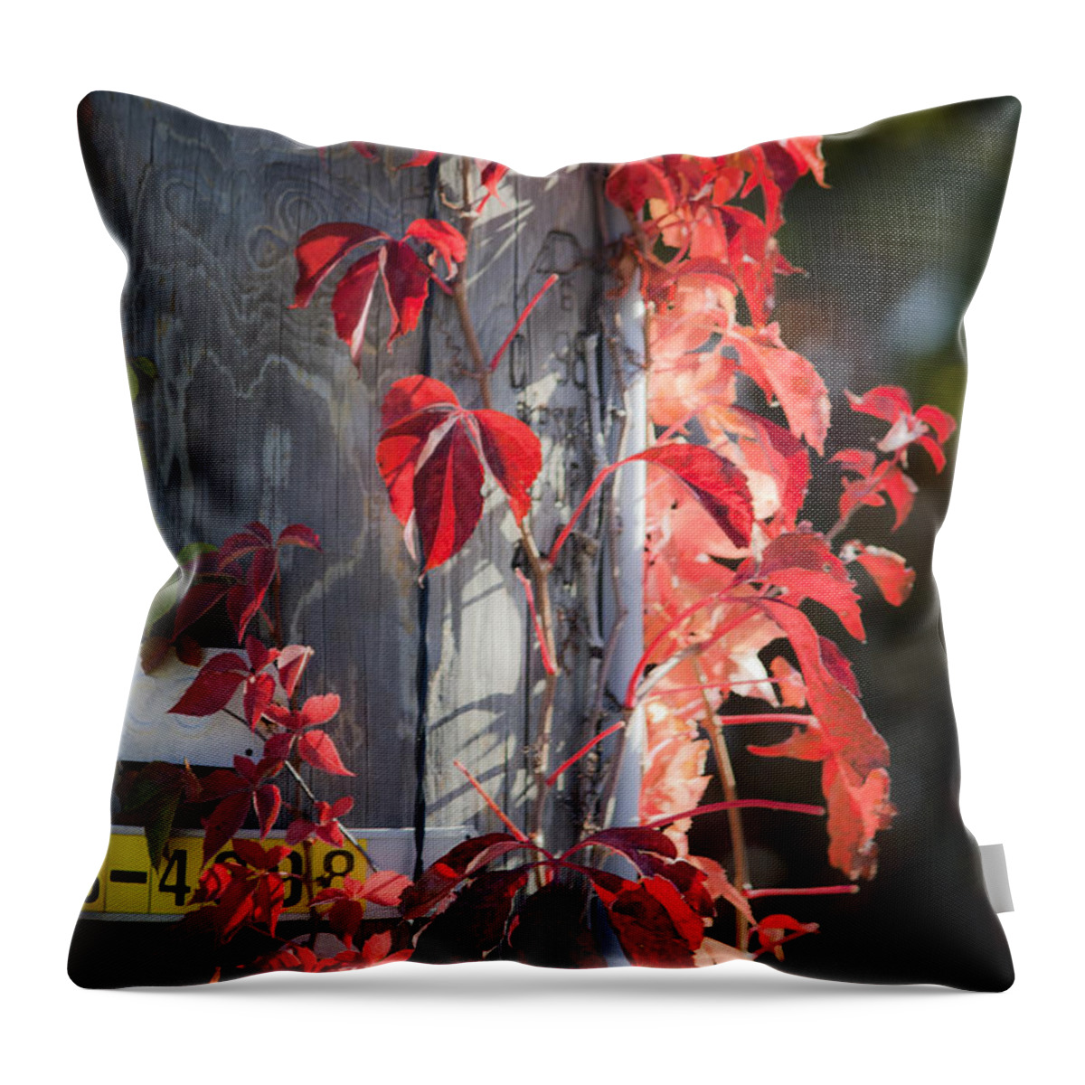 Virginia Creeper Throw Pillow featuring the photograph Dreamy Red Creeper by Teresa Mucha