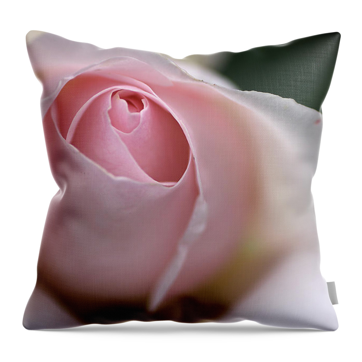 Floribunda Rose Throw Pillow featuring the photograph Dreamy Rose by Joy Watson
