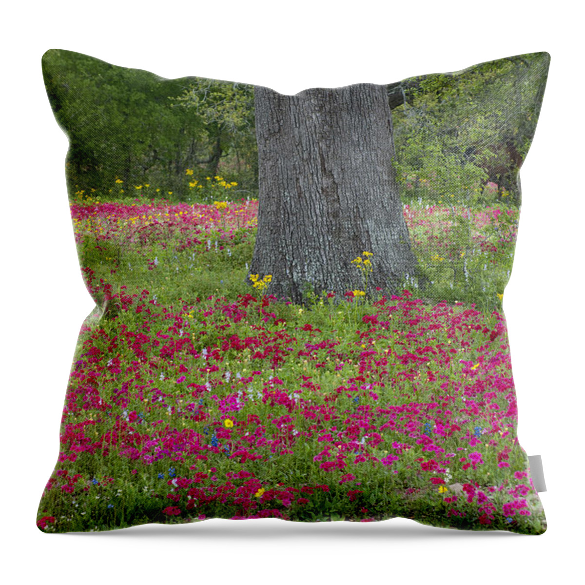 Landscape; Texas; Wildflowers; Crown Tickweed; Drummonds Phlox; Red; Oak Tree; North America; Dave Welling; Photograph; Spring; Fresh; Flowers;landscape; Nature; Scenic; Flora; Native Plants Throw Pillow featuring the photograph Drummonds Phlox and Crown Tickweed Central Texas by Dave Welling