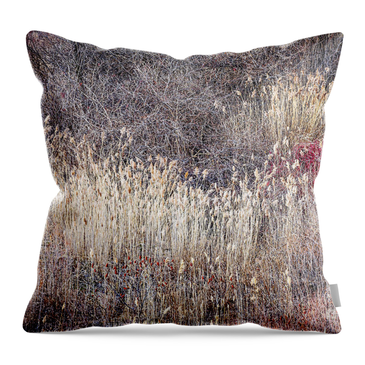 Grasses Throw Pillow featuring the photograph Dry grasses and bare trees in winter forest by Elena Elisseeva